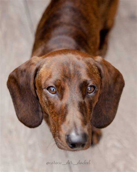 Brindle Dachshund: Everything About The Breed And Its Colors