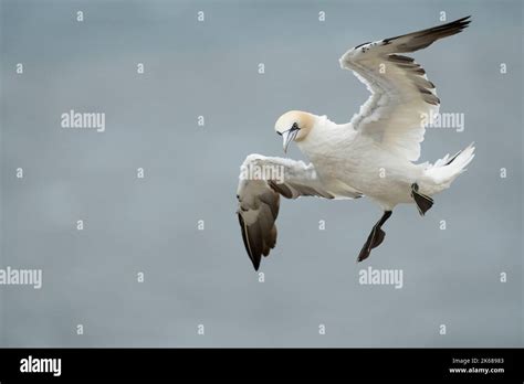 Northern Gannet Morus Bassanus A Single Th Year Plumaged Bird In