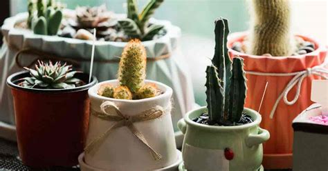 Indoor Succulents: Discover Made To Order Succulents For Use Indoors