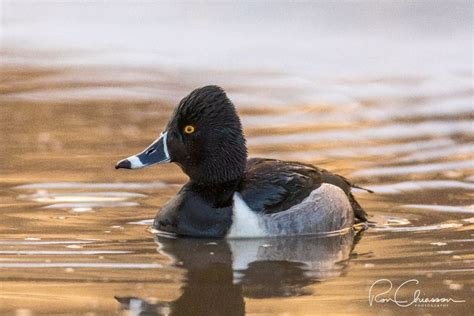 Variety of Duck Species Found in Alberta – Nature Blog Network