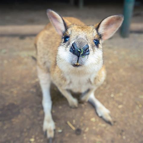 Featherdale Wildlife Park - Best Photo Spots