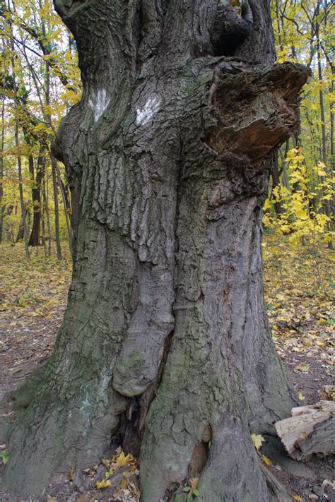 Free Images Nature Branch Wood Leaf Flower Trunk Log Autumn