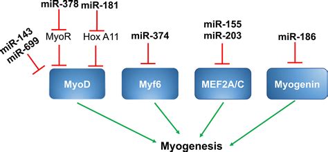 Frontiers Tiny Regulators Of Massive Tissue Micrornas In Skeletal