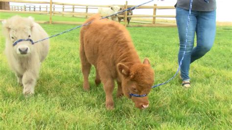 Meet Sterling And Cinnamon Two Unique Micro Miniature Cows At Cherry