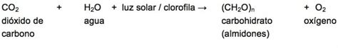 Fotosíntesis Concepto Fases Características Y Ecuación