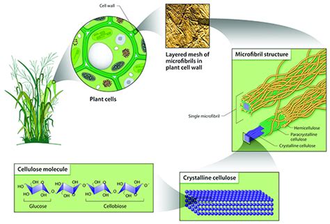 5 3 Pretreatment Of Lignocellulosic Biomass Engineering Libretexts