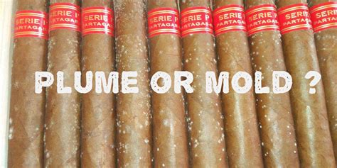 3 Solutions For Mold” On Your Cigars Or Humidor Puroexpress Blog