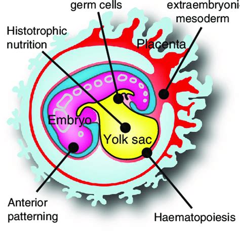 Principal Functions Of The Primate Hypoblast And Yolk Sac Graphical