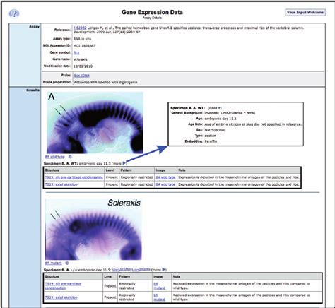 Gxd Assay Details Pages Contain Detailed Expression Annotations This Download Scientific