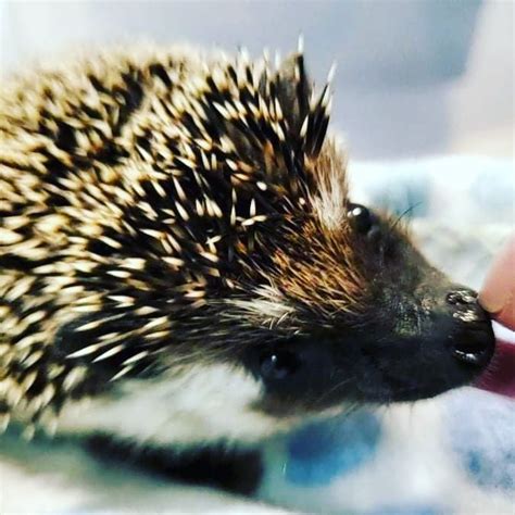 cute baby hedgehogs : r/exoticpets