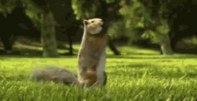 Squirrel Dancing GIF - Squirrel Dancing Dance - Discover & Share GIFs