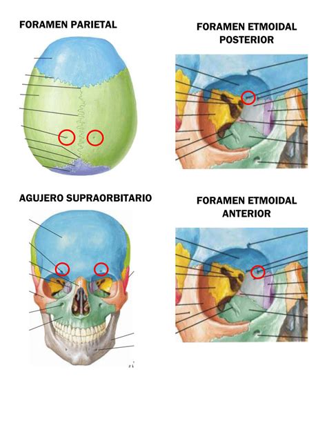 SOLUTION Foramenes Del Craneo Studypool