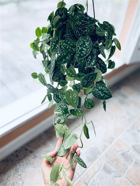 Scindapsus Silver Satin Pothos Low Light Houseplant Variegate Etsy