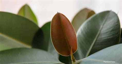 Overwatered Rubber Plant How To Save Overwatered Rubber Trees If