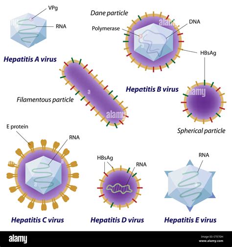 Hepatitis E Virus Stockfotos Hepatitis E Virus Bilder Alamy