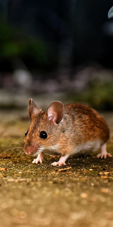 Cute Field Mouse