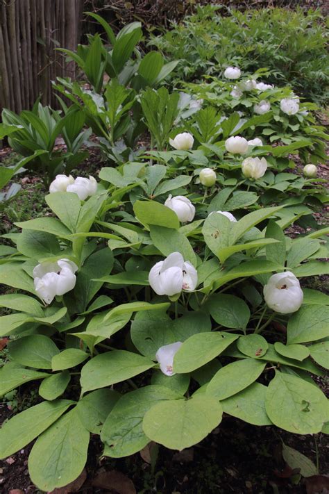 Paeonia Japonica Pan Global Plants