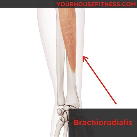 Muscle Breakdown: Brachioradialis