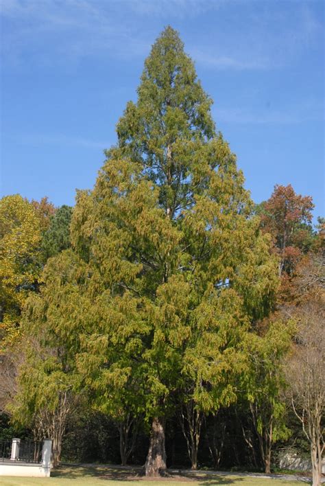 Metasequoia Glyptostroboides Dawn Redwood North Carolina Extension