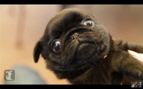 Adorable Pug Winks In Slow Motion (VIDEO) | HuffPost