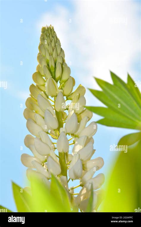 lupin flowers in the garden Stock Photo - Alamy