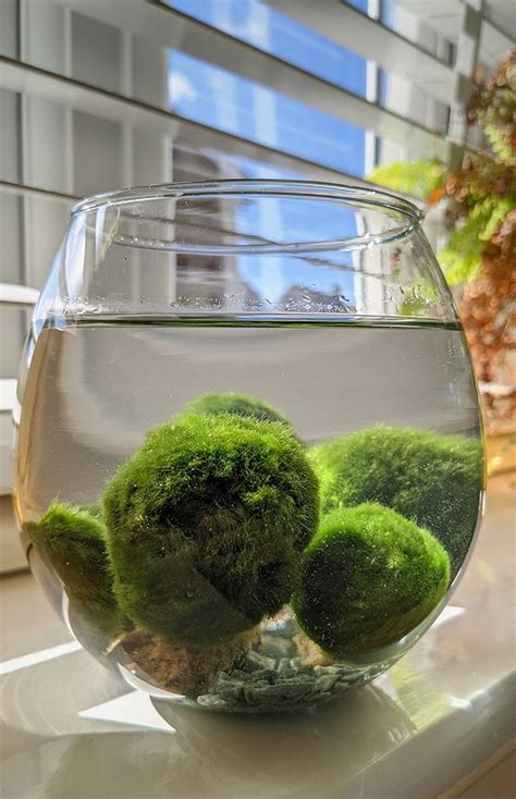 Marimo Moss Balls Care Guide Tips And Info Ourhouseplants