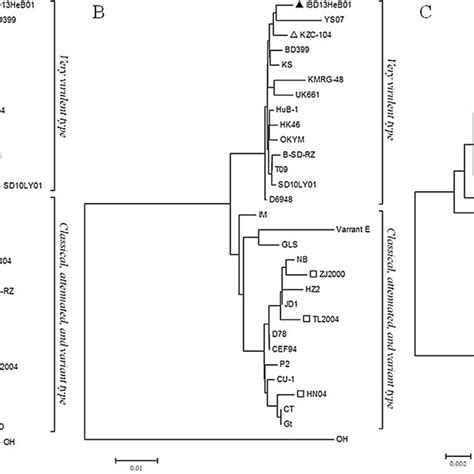 Phylogenetic Tree Analysis Of Amino Acid Sequence Of Vp A