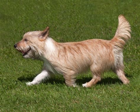 Podengo Português Cão Nosso