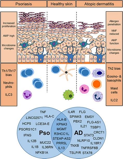 Break On Through The Role Of Innate Immunity And Barrier Defence In