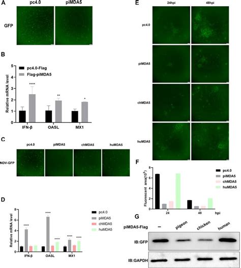 Viral Fluorescence A And Relative MRNA Levels Of IFN B OASL And MX1