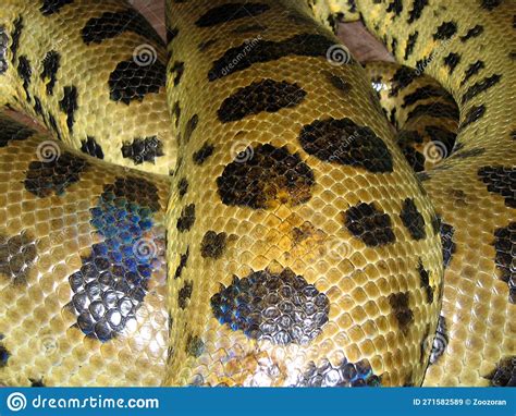 Green Anaconda Eunectes Murinus Stock Image Image Of Constrictor