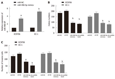 Mir P Overexpression And Knockdown Of Lncrnaxloc Inhibit