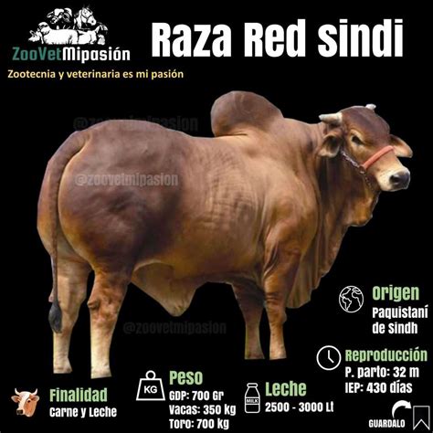 Raza bovina Red Sindhi Información Actualizada