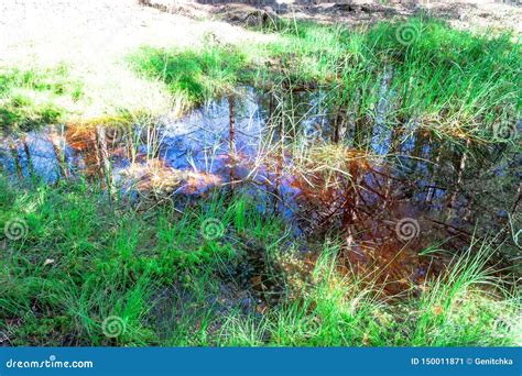 Small Forest Puddle Swamp Lake Or Pond With Reflection Of Sky And