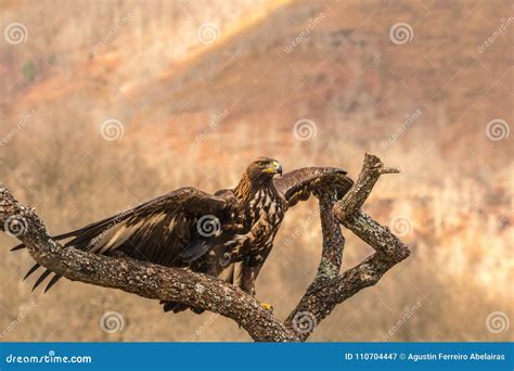 The Golden Eagle The Buzzard The Marsh Harrier Stock Image Image