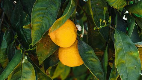 Lemon Tree Photos, Download The BEST Free Lemon Tree Stock Photos & HD ...