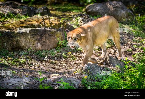 Wild Puma cat searching for a prey Stock Photo - Alamy