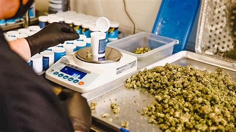 Ensuring Safety Quality The Role Of Cannabis Testing Labs MaccaBlog