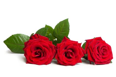 Premium Photo Fresh Red Roses Beautiful Flowers