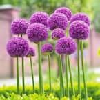 Garden State Bulb 5 Cm Allium Persian Blue Flower Bulbs Bag Of 50