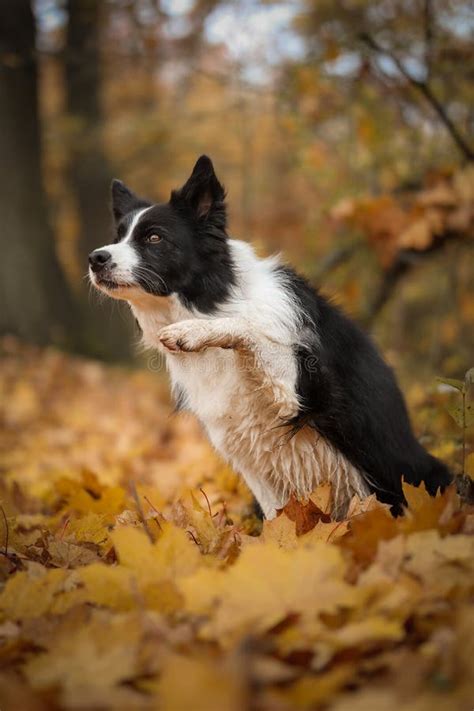 Intelligent Border Collie With Paw Up In Autumn Forest Stock Image