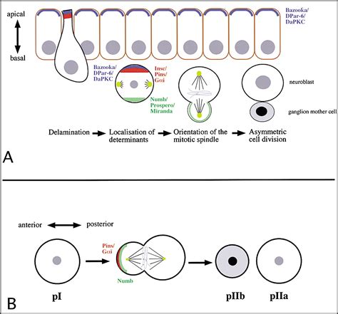 G Protein Signaling And Asymmetric Cell Division Cell