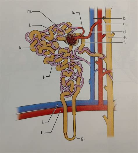 Microscopic Anatomy Of The Kidney Diagram Quizlet