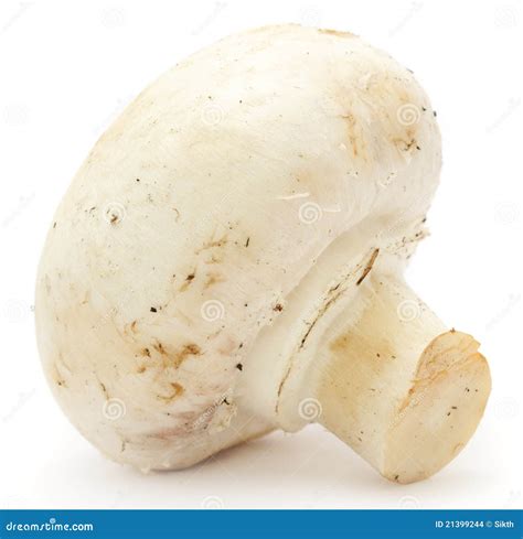 White Button Mushroom Stock Photo Image Of Agaricus 21399244