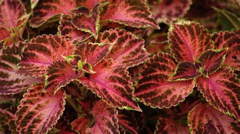 Why Are My Coleus Leaves Falling Off And How To Fix It