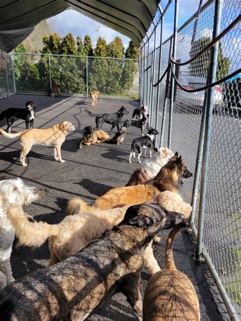 Positive Approach Dog Training