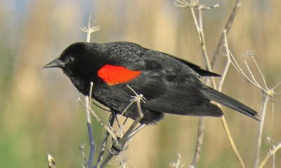 Black Birds In Georgia Global Birding Initiative