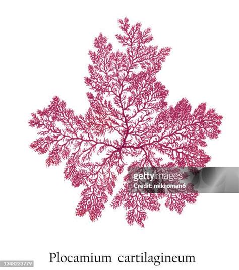 206 Red Algae Bloom Stock Photos High Res Pictures And Images Getty