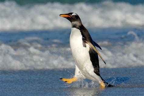 Pinguim Correndo Na água Do Oceano. Um Pinguim-de-Gentoo Salta Da água