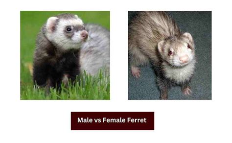 Male Vs Female Ferret How To Distinguish Them Ferret Adviser